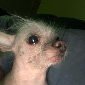 Meet your Posher, Lester